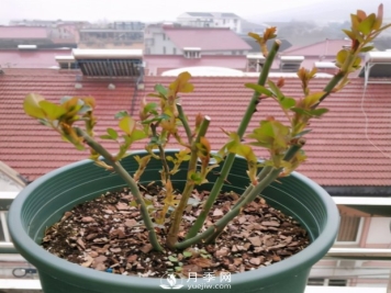 如何让月季小苗冠幅一年达到1米？做好1狠3足