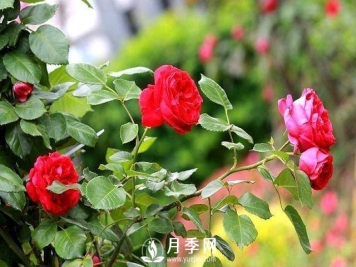 这位大爷太会养月季 枝多花艳