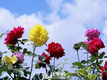 地栽月季换成盆栽，该怎样养护