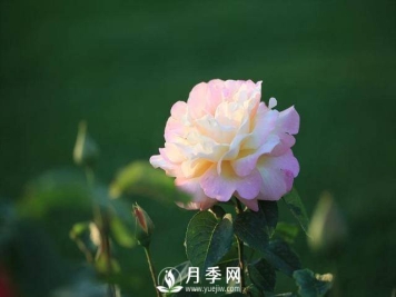 月季夏季你要这样管理