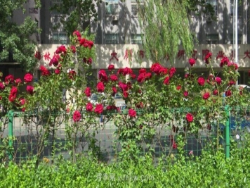 太原三百万株月季玫瑰盛开，许你一座浪漫之都