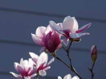 红玉兰的生态习性