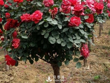 南阳月季种植的条件主要有哪些？