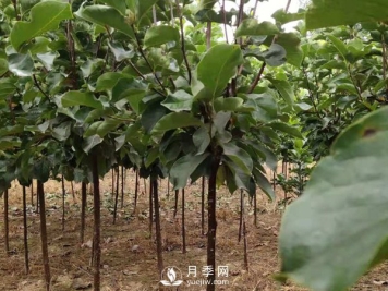 巨紫荆种子播种方法种子怎样种植才最好呢？