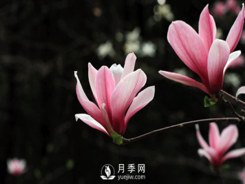 红玉兰，紫玉兰，广玉兰嫁接培育主要注意一下四点：