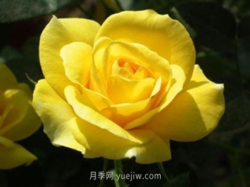 北京的市花是什么？北京的市花是月季还是菊花呢？