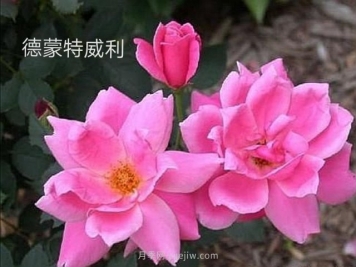 德蒙特威利月季De Montarville