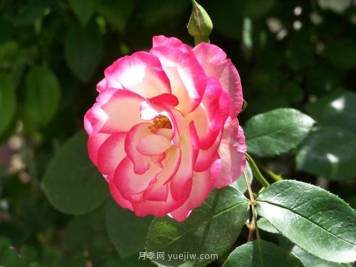 邓州创建全国农业科技现代化先行县纪实