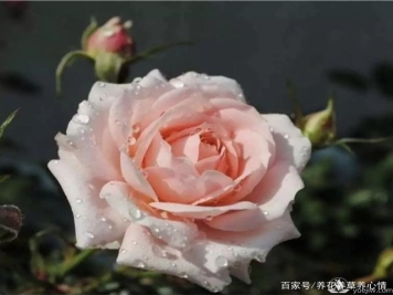 早春养殖月季要避开5个坑，月季开花多又大