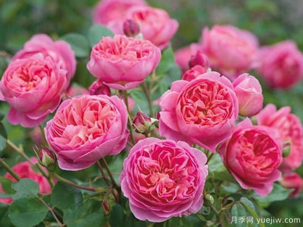 推荐7个欧月月季美丽漂亮,不怕雨淋不怕热(图7) 推荐7个欧月月季美丽漂亮,不怕雨淋不怕热(图7)