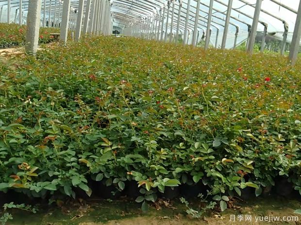 巴西诺地被月季批发(图3) 巴西诺地被月季批发(图3)