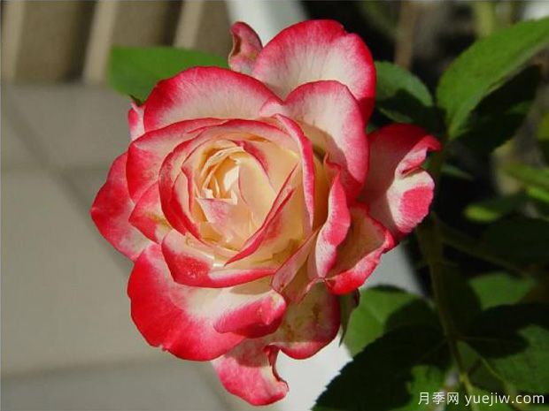 花大香浓艳丽,养月季就选红双喜(图2) 花大香浓艳丽,养月季就选红双喜(图2)