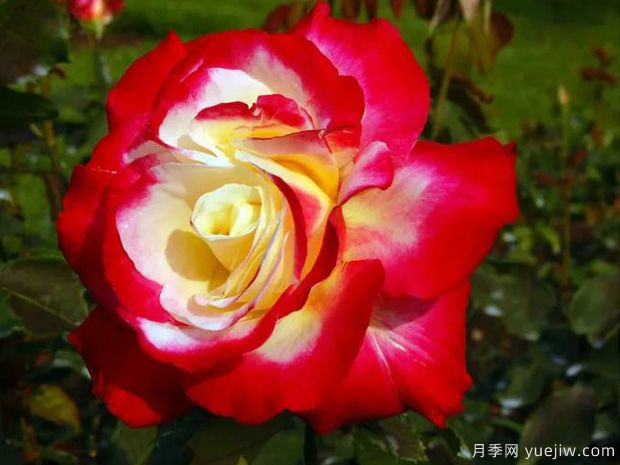 花大香浓艳丽,养月季就选红双喜(图1) 花大香浓艳丽,养月季就选红双喜(图1)