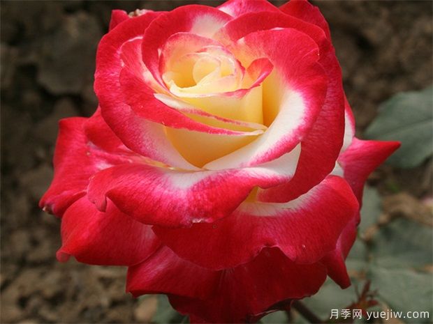 4个殿堂级月季,好看又好养(图2) 4个殿堂级月季,好看又好养(图2)