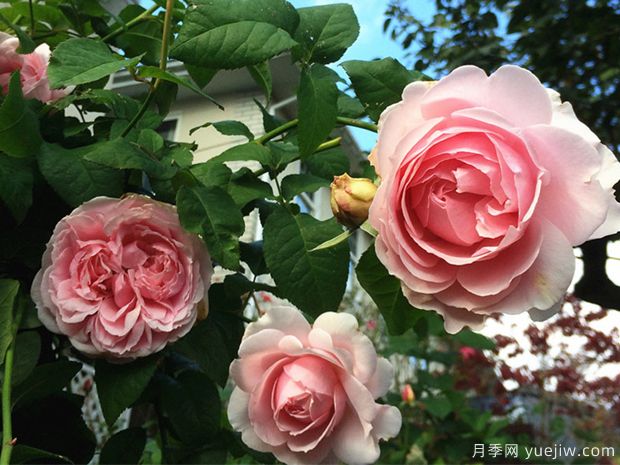 四心月季(图2) 四心月季(图2)