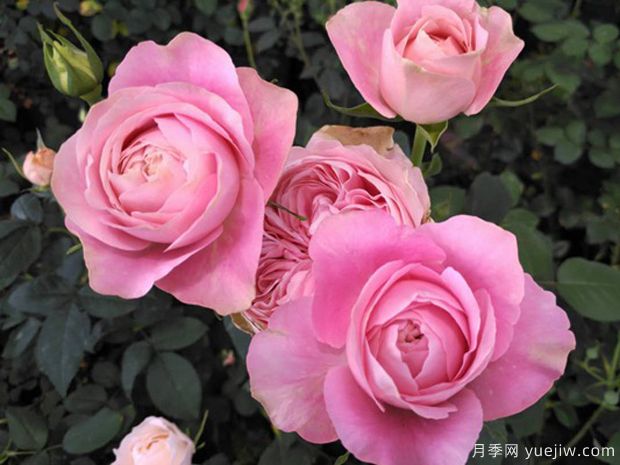 四心月季(图1) 四心月季(图1)