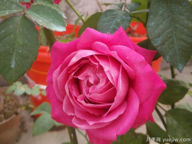 四爱月季(图1) 四爱月季/一切为了爱(图1)