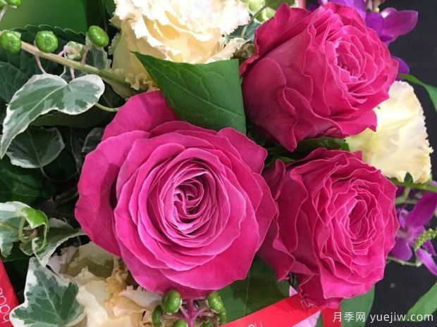 四爱月季(图2) 四爱月季/一切为了爱(图2)