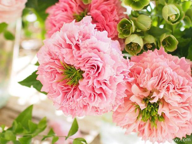 四娇月季(图2) 四娇月季(图2)