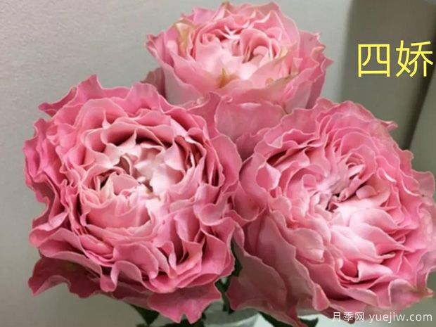 四娇月季(图1) 四娇月季(图1)