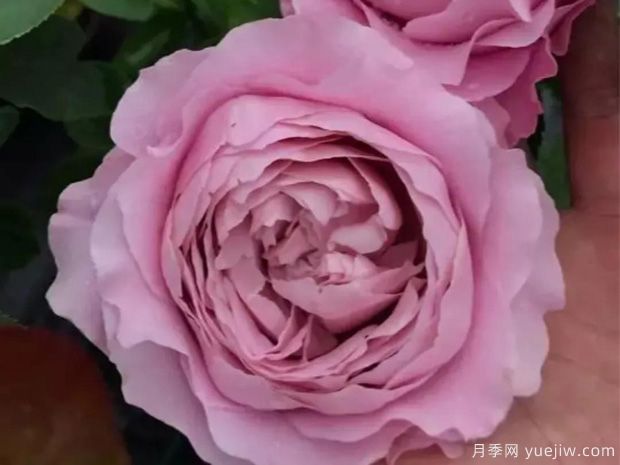 四束月季(图2) 四束月季(图2)