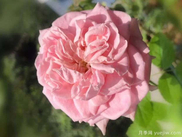 四花月季(图1) 四花月季(图1)