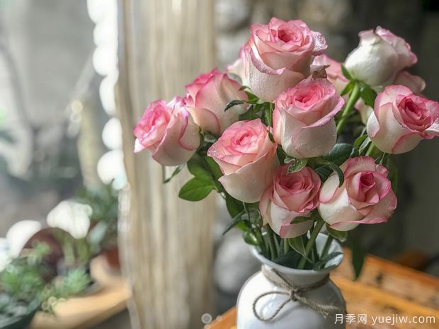 红袖玫瑰(图2) 红袖玫瑰月季(图3)