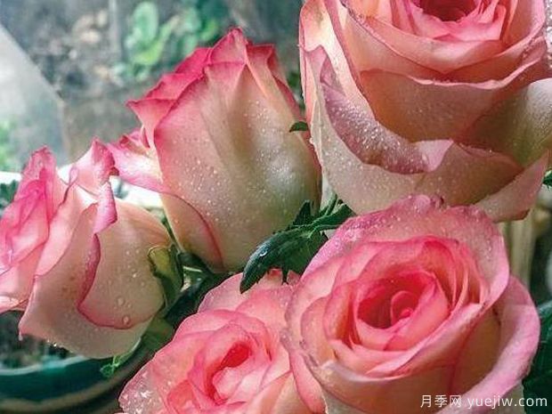 红袖玫瑰(图3) 红袖玫瑰月季(图2)