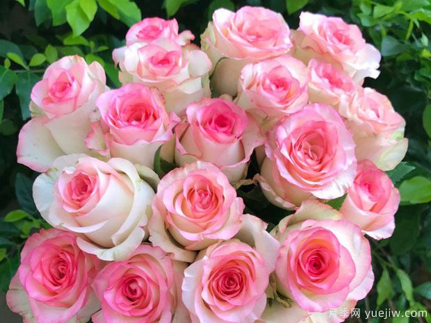 红袖玫瑰(图1) 红袖玫瑰月季(图1)