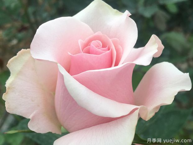 粉佳人月季的优缺点是什么？(图1)