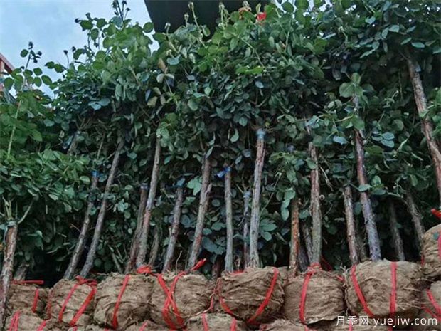 山东树状月季花开得不大,可以怎样做呢?(图1) 山东树状月季花开得不大,可以怎样做呢?(图1)