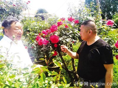 南阳月季大师里的父子兵： 匠心承一脉 莳花弄草人(图1)