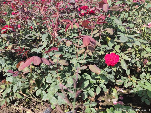 南阳裸根月季即将上市 欢迎考察订购(图4) 南阳裸根月季即将上市 欢迎考察订购(图4)