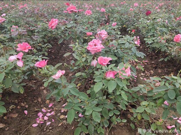 南阳裸根月季即将上市 欢迎考察订购(图3) 南阳裸根月季即将上市 欢迎考察订购(图3)