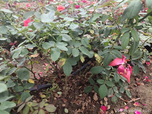 南阳裸根月季即将上市 欢迎考察订购(图2) 南阳裸根月季即将上市 欢迎考察订购(图2)