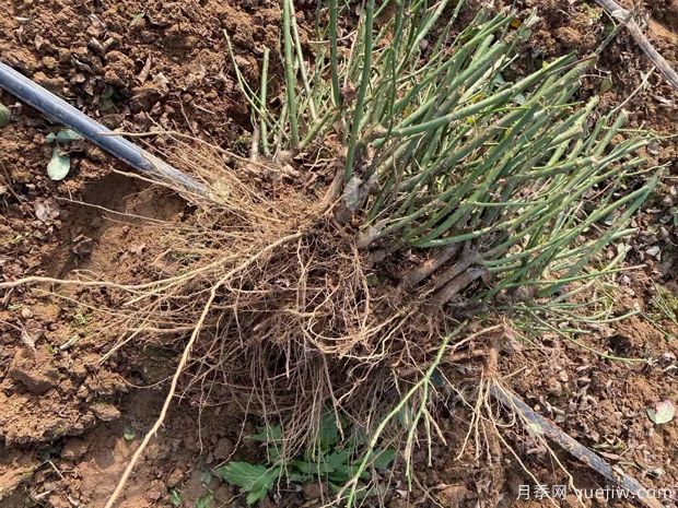 南阳裸根月季即将上市 欢迎考察订购(图1) 南阳裸根月季即将上市 欢迎考察订购(图1)