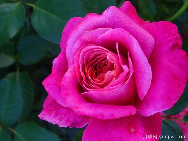 棕色糖果月季/红糖(图1)