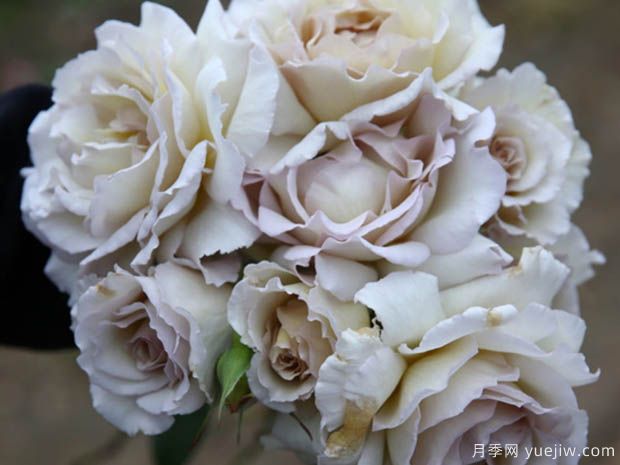 萨莎天使月季Sasha(图1)