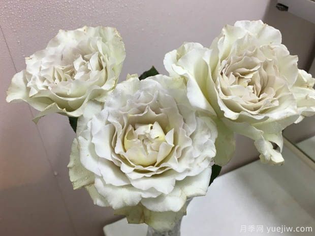 萨莎天使月季的优缺点是什么？(图1)