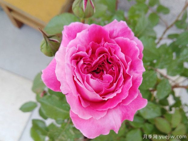 神仆天使阿比迪月季的优缺点是什么?(图1) 神仆天使阿比迪月季的优缺点是什么?(图1)