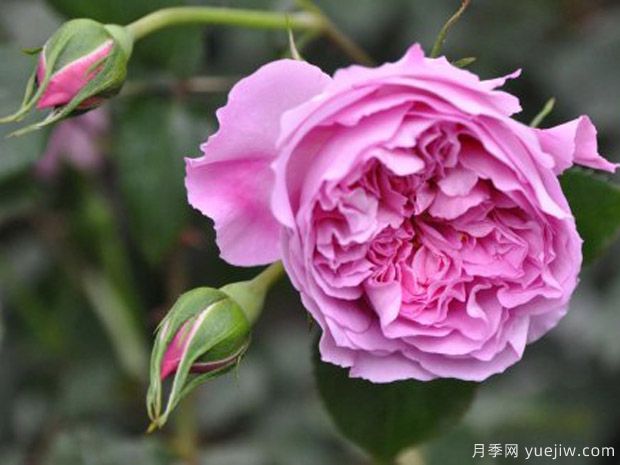 治疗天使拉斐尔月季的优缺点是什么?(图1) 治疗天使拉斐尔月季的优缺点是什么?(图1)