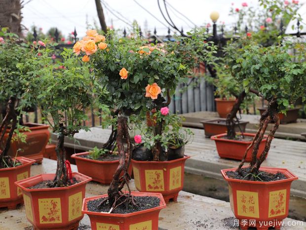 秋后盆景养护8大项,为入冬提供坚实的基础(图1) 秋后盆景养护8大项,为入冬提供坚实的基础(图1)