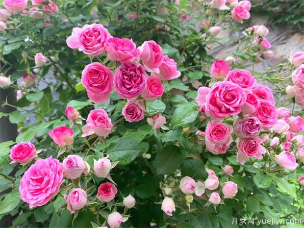 秋天必养的月季品种，漂亮的月季花品种太多了(图4)