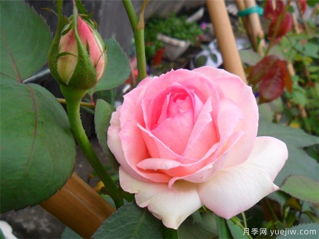 推荐给新手10大藤本月季品种,轻松选择(图1) 推荐给新手10大藤本月季品种,轻松选择(图1)