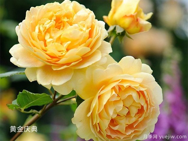 推荐给新手10大藤本月季品种,轻松选择(图3) 推荐给新手10大藤本月季品种,轻松选择(图3)