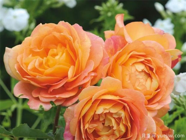 推荐给新手10大藤本月季品种,轻松选择(图6) 推荐给新手10大藤本月季品种,轻松选择(图6)