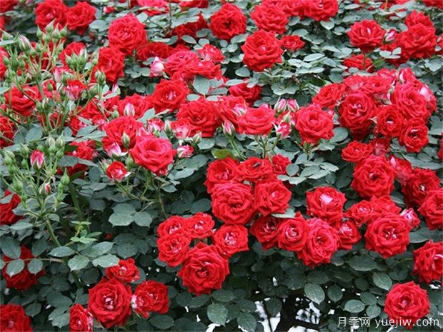 推荐给新手10大藤本月季品种,轻松选择(图8) 推荐给新手10大藤本月季品种,轻松选择(图8)