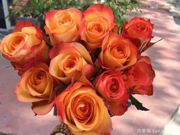 金辉玫瑰月季(图3)