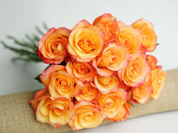 金辉玫瑰月季(图2)