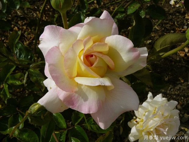 蝴蝶夫人月季(图1) 蝴蝶夫人月季/娇兰光子月季(图1)